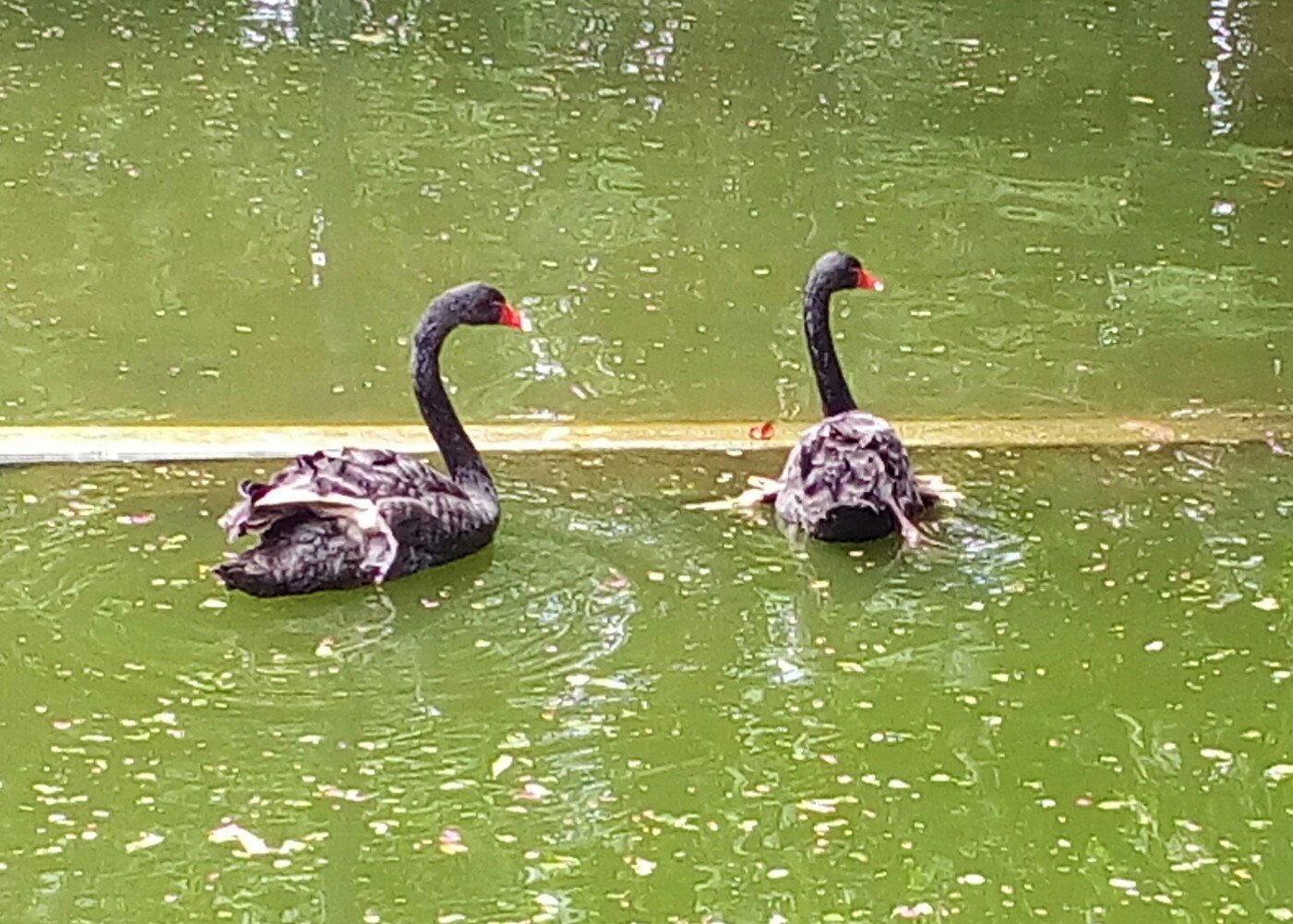 Deepak Shenoy on Twitter: Black swan is relatively easy the market nowadays. #MysoreZoo https://t.co/kQEJXYSs5P" /