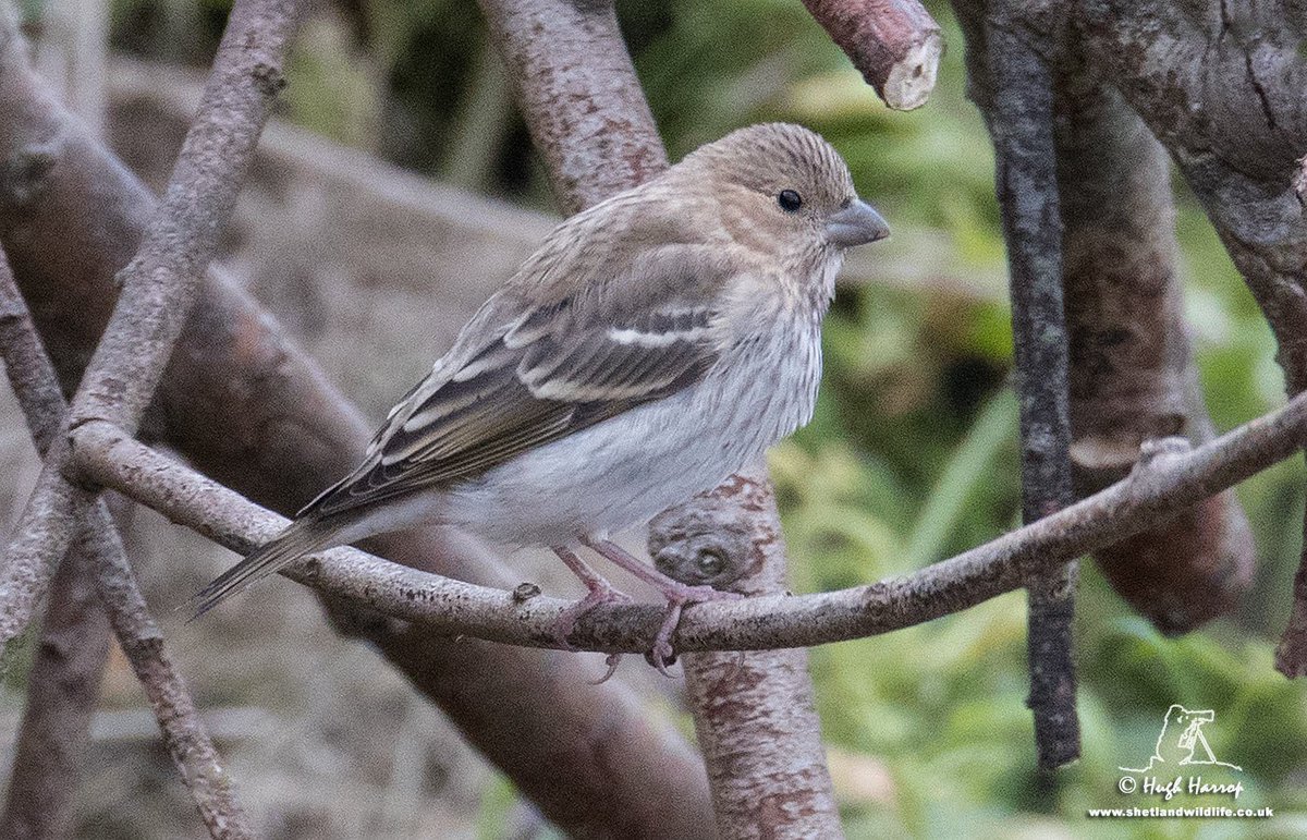Our Autumn birding group enjoyed great views of two Common Rosefinches at Leebitton, Sandwick this morning. Here's one of them.