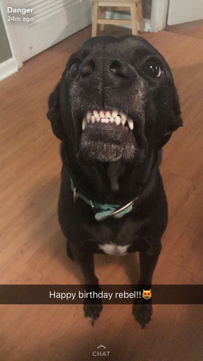 _BasicGinger_'s tweet image. Here's a smile for your TL to brighten your day😻 he's fr the best🐶