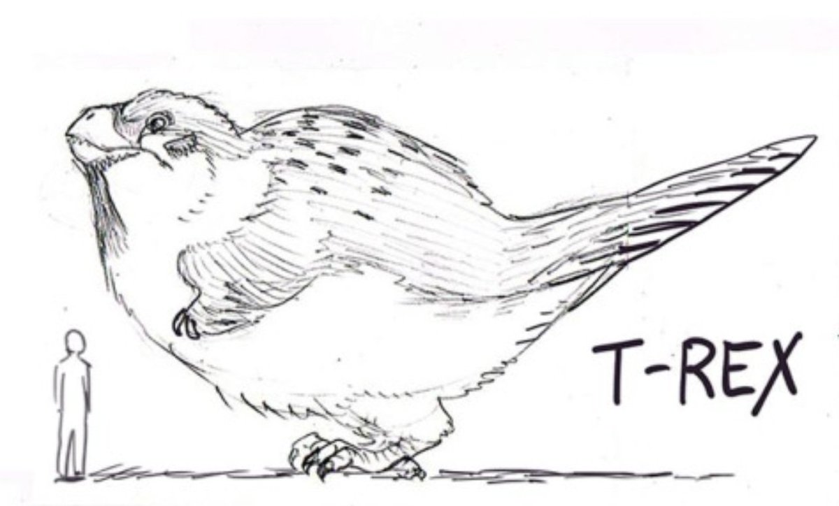 vandermeer strange bird vandermeer strange bird