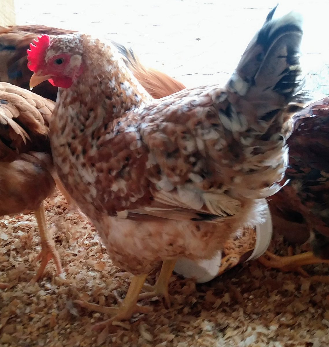Raspberryhillnb's tweet image. Millie wanted to say hello! 🐔 #chickens #homestead #millefleur #fall #chickenlove #farm #newbrunswick