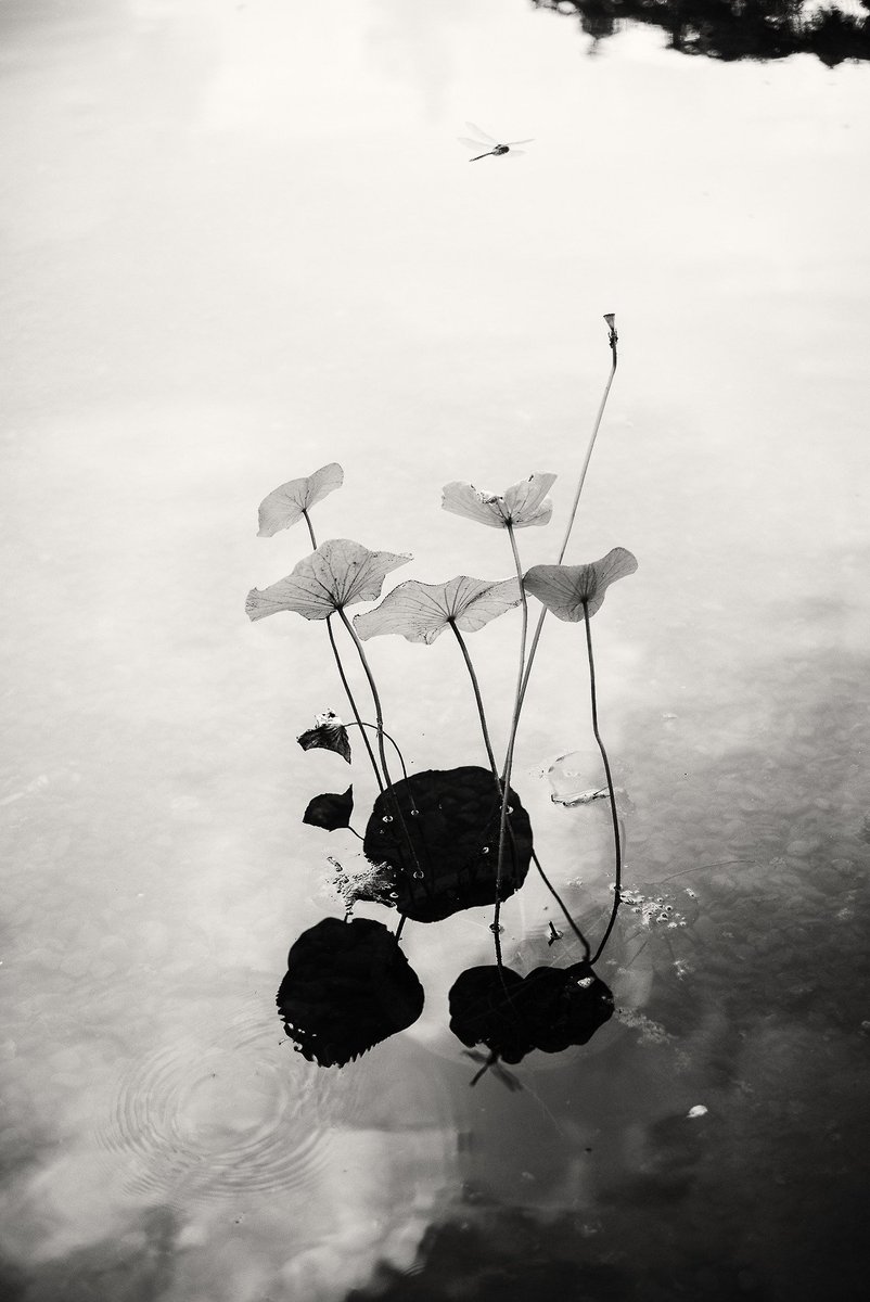 josie james tweet media