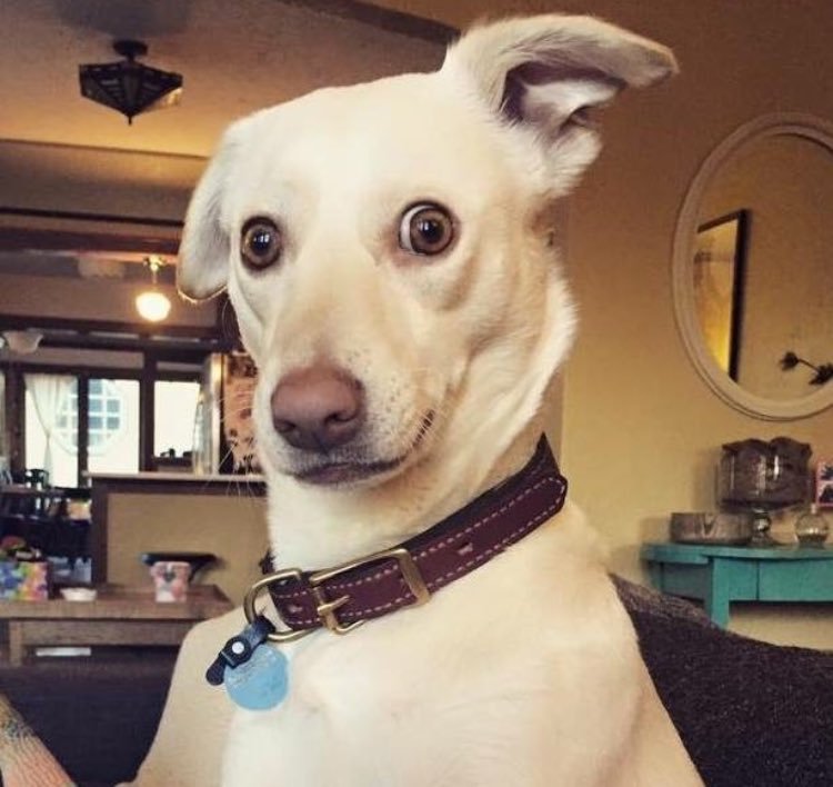 Pablo ochoa jr tweet media