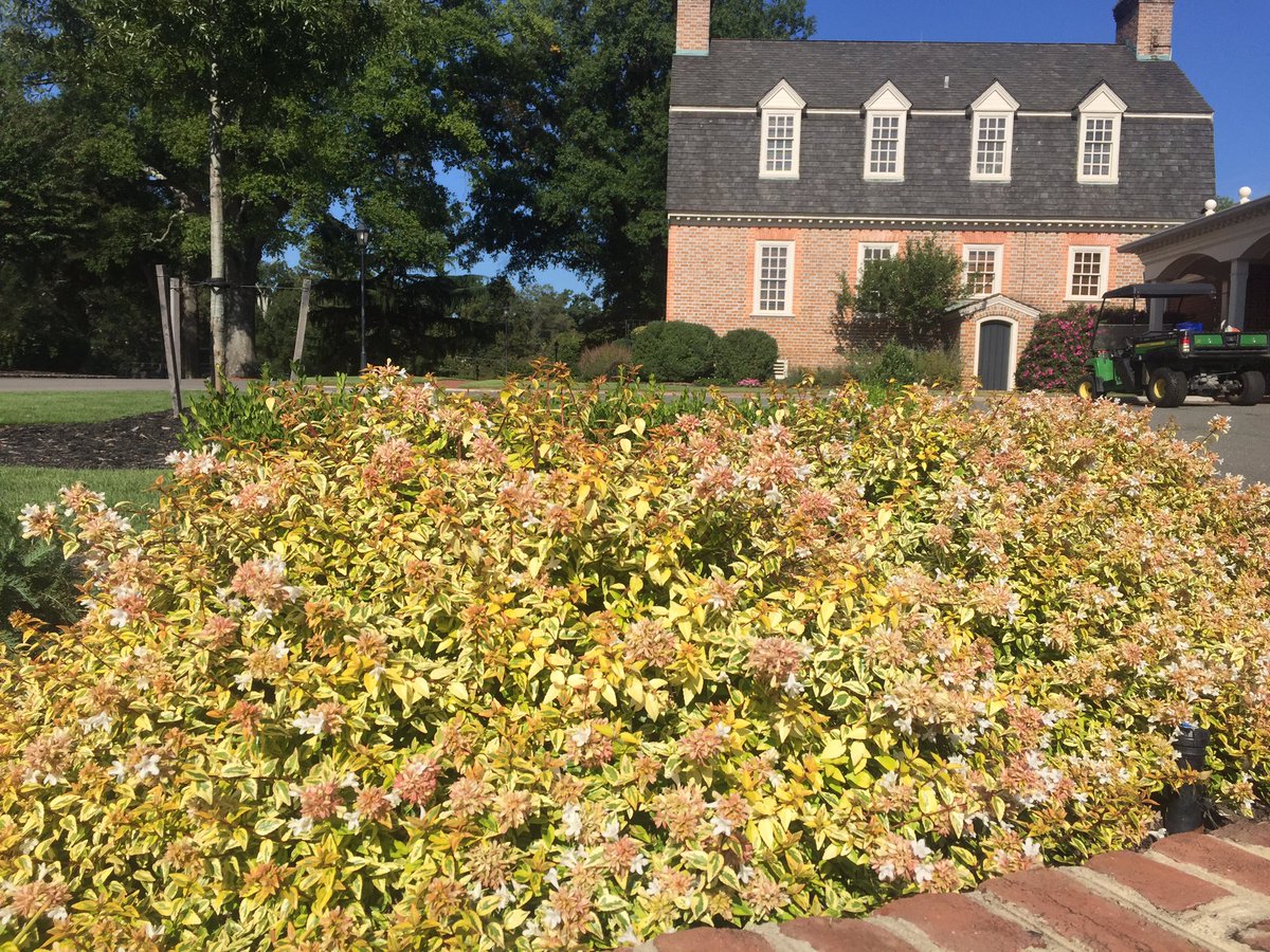 #AbeliaKaleidoscope in #bloom in #RVA #VariegatedFoliage #shrubs #WhiteFlowers #DeerResistantPlants #SeptemberFlowers