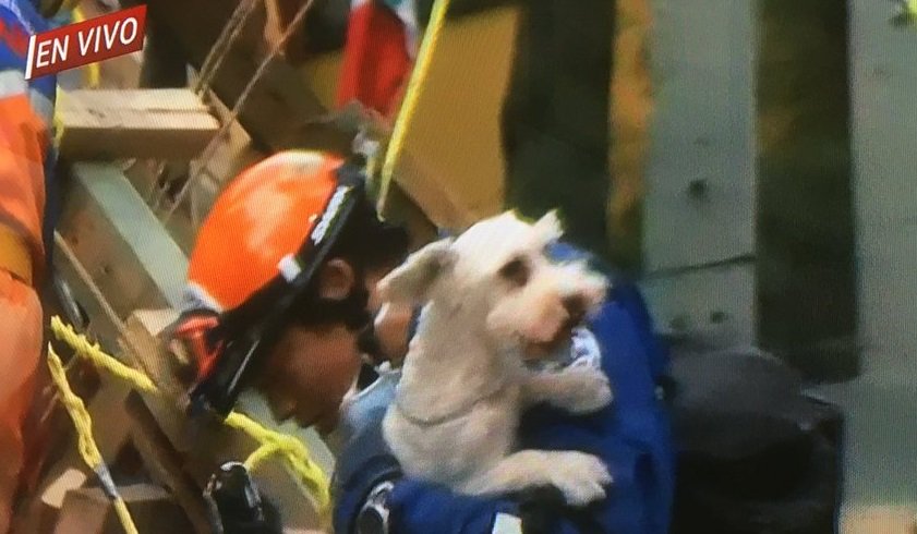 polituitts's tweet photo. Rescatistas japoneses acaban de salvar a un perrito que estaba bajo los escombros del multifamiliar de Tlalpan. 😭❤🇯🇵#mexicotequiero https://t.co/dfhJxjeECb