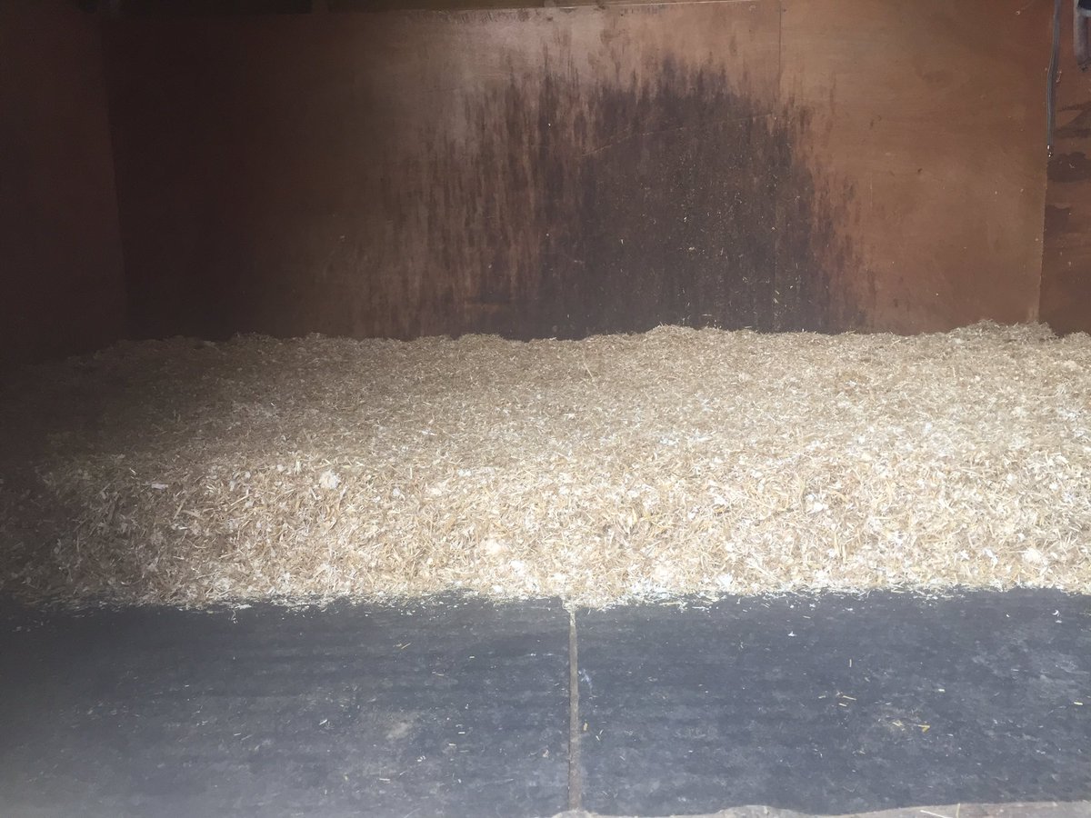 Tickle_Dressage's tweet photo. Sunday is new bedding day #Excelbedding #lemonsmell #whatunicornsreallysmellof 🦄🍋@beddownbedding #betterbritishbedding #TeamTickle https://t.co/ihzxFW2dZX