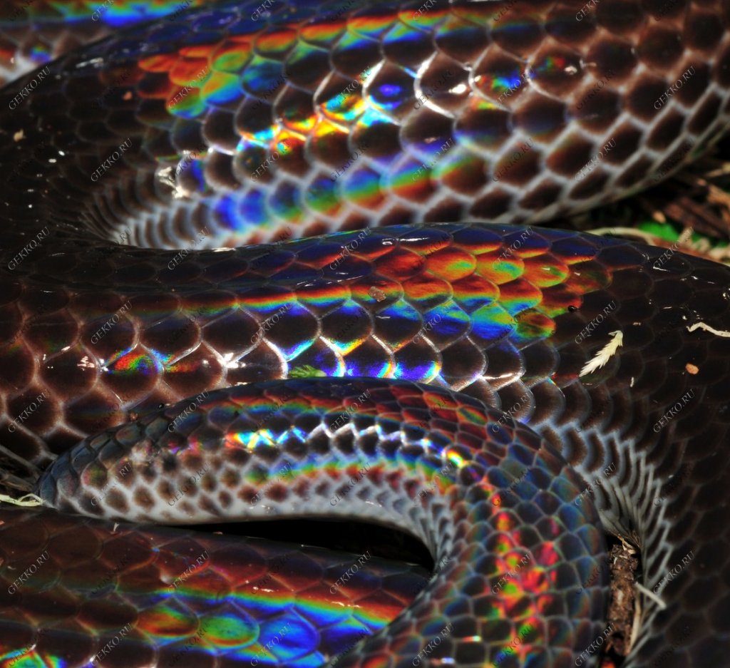 Какой цвет змеи 2025. Лучистая змея Xenopeltis Unicolor. Радужный белогубый питон. Змея белогубый питон. Белогубый полоз.