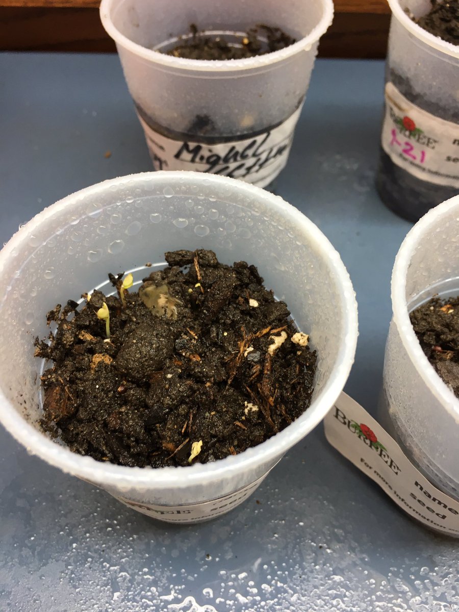 MrsLickert's tweet photo. Germinating seeds! In a few weeks, they'll be ready for the garden! #PCEPEOUD #LISDCampions https://t.co/Zxy42cTSYY