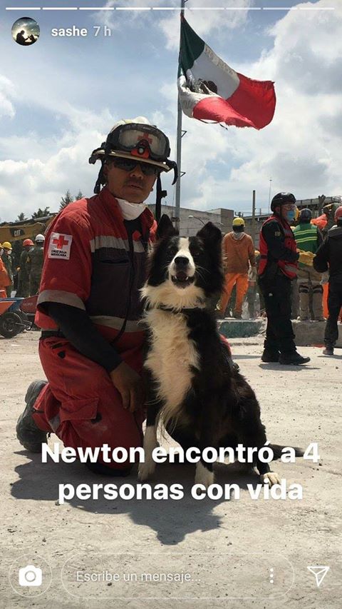 VIBRAmascotas's tweet photo. Otro hermoso héroe por si no lo conocían.. NEWTON ❤️❤️🐶🐶 https://t.co/DzfmnLnqku