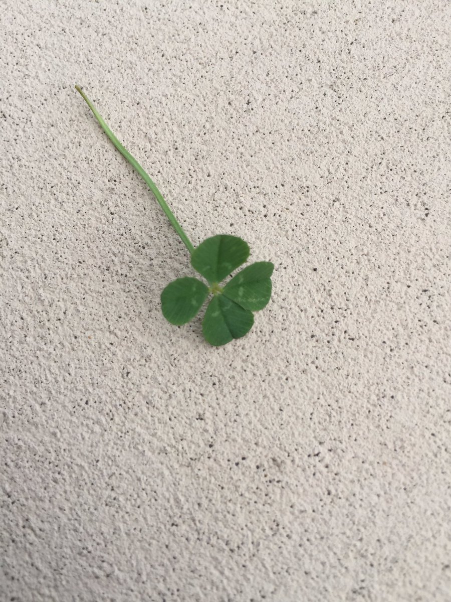 サイトリニューアルしました。

背景色、基本色の変更。
サイトをカード型にしたら全く違うブログになったみたい。

また１つブログのレベルが上がった。

スマート家事術。
kaji-support.com