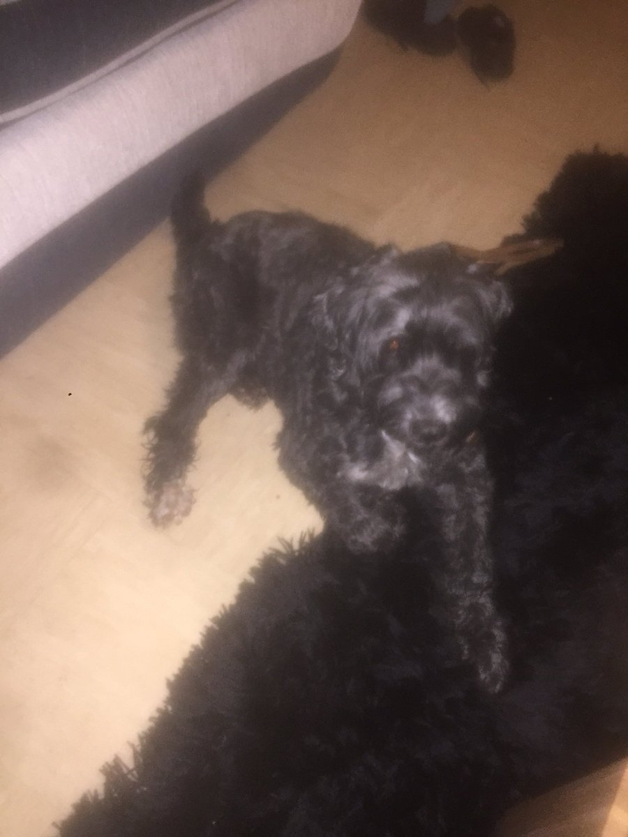 katyleftboob's tweet photo. Found this little dog named Dudley in Pontypool, Wales. The collar says he’s from Stockport, England. RT to help him get home 😭 https://t.co/HyQi0AiFq2