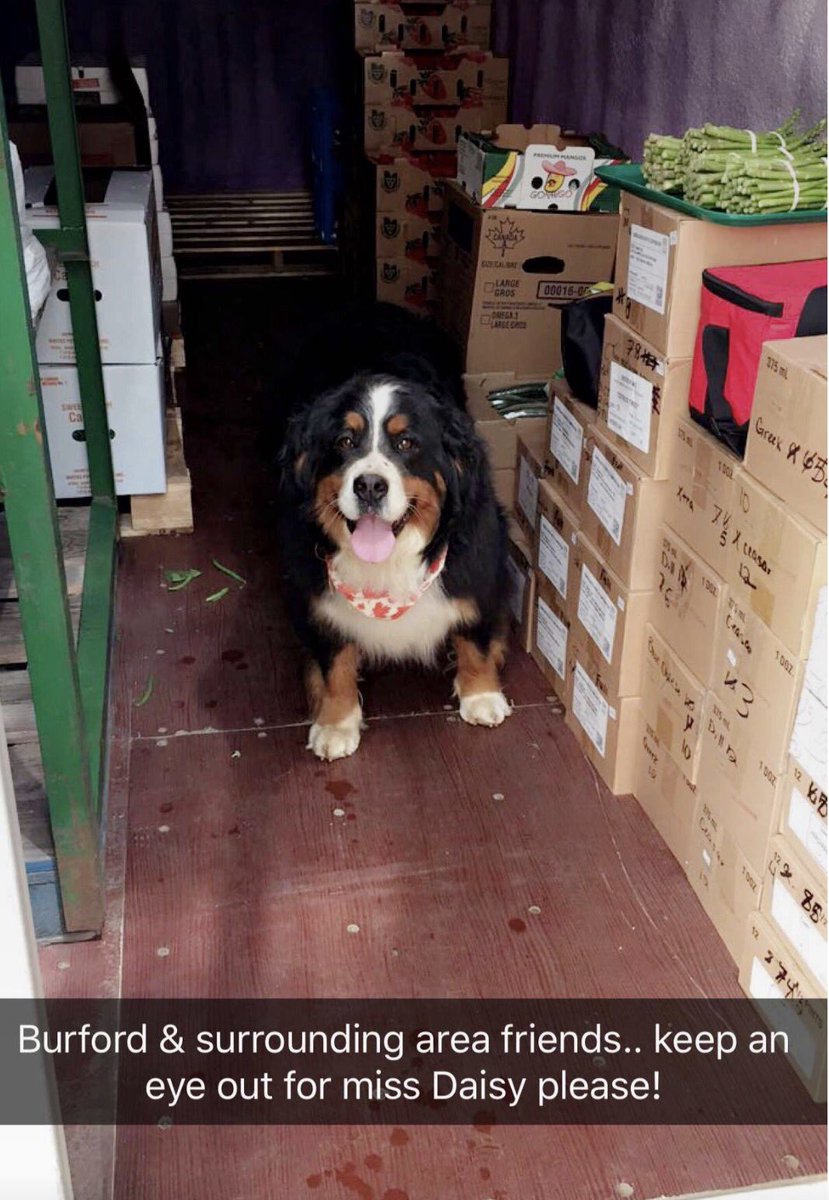 Abbypro13's tweet photo. Everyone please retweet!!! Daisy is my bosses dog and has been missing since last night. Please contact 519-732-5907 if you have seen her https://t.co/TBMjWmlaU5