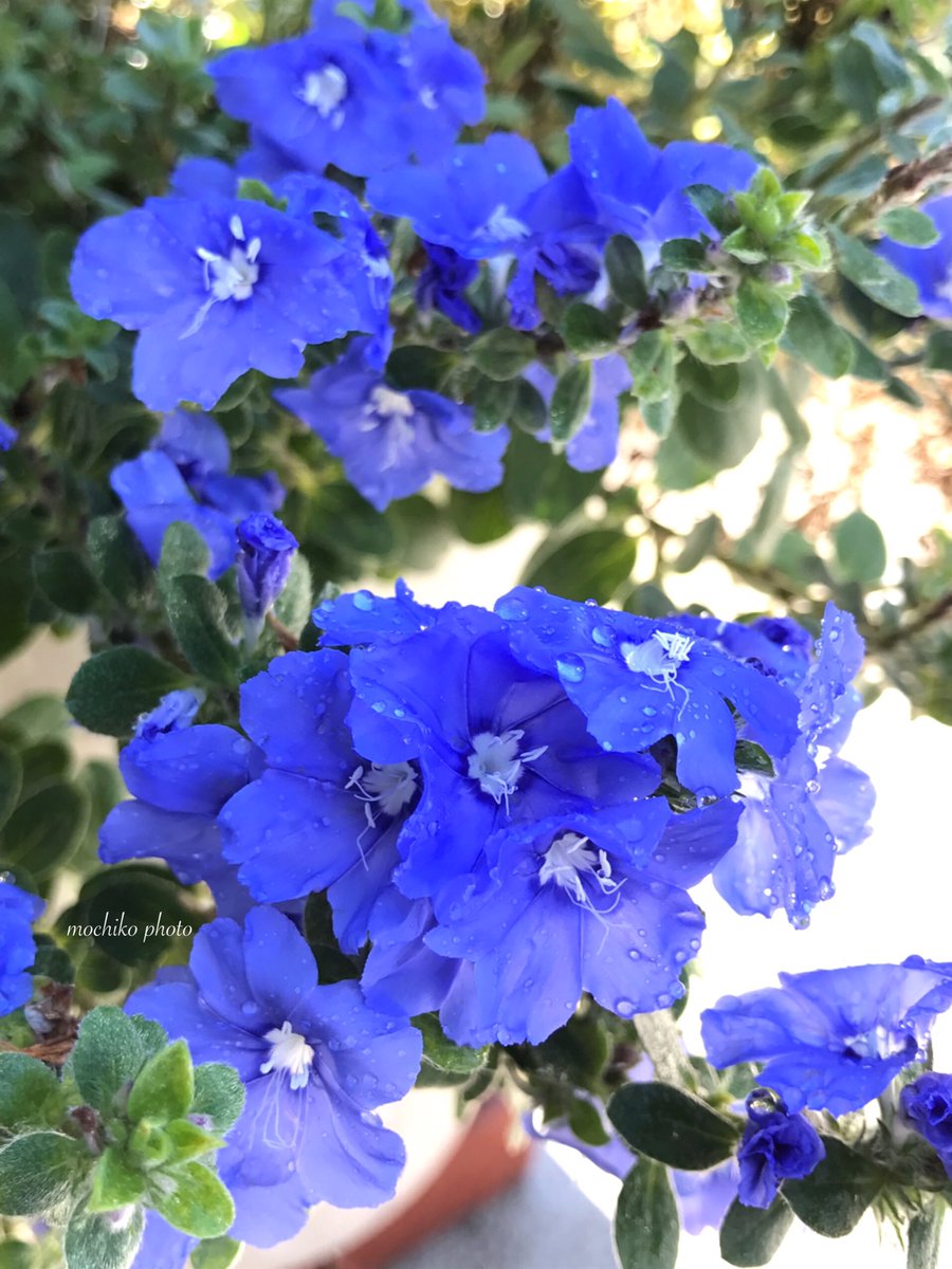 さくら餅子 アメリカンブルー ヒルガオ科 中央アメリカ原産 茎が横に広がり暑さに強く 春 秋まで 次々小さな花が咲く 1980年代の渡来時 エボルブルスという 花名が分からず アメリカ産の青い花が 流通名に 花言葉は あふれる思い 清潔 二人の絆 良い