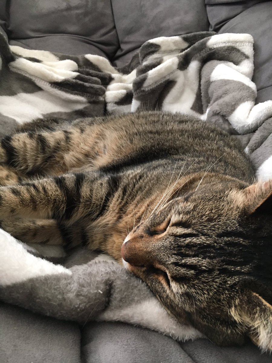 catwithtail's tweet photo. Relaxing in my papa-san chair after the #SEAvsTEN game. https://t.co/DHPbNbQfIi