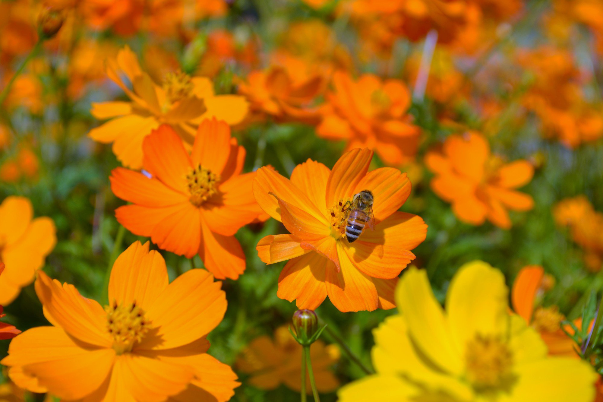 Au おはようございます Auです W 暑さが残る中 そよぐ風に揺れるコスモスの花が秋を感じさせる季節になりましたね キバナコスモスには 野生美 野性的な美しさ という花言葉があるそうです コスモス 花言葉 秋 T Co Oukmj4htnd