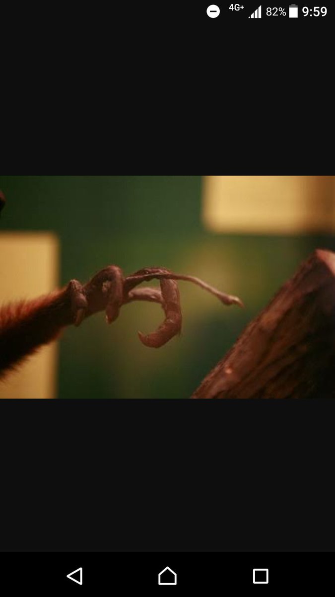 確かに おさるさんだよ しっぽのながい おめめのまるい だが可愛いとは一言も言っていない それがアイアイ Togetter