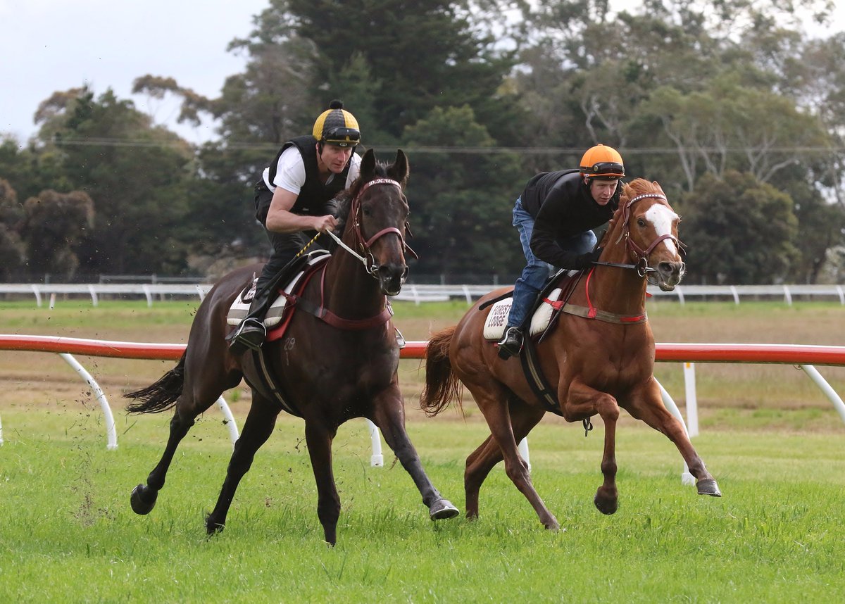 Peter Morganti (@morgzracing) on Twitter photo Star Exhibit <a href="/rawiller/">Brad Rawiller</a> & Gallic Chieftain <a href="/HTCoffey/">Harry Coffey</a> paired up for a gallop at Coleraine this morning. Star Exhibit <a href="/rawiller/">Brad Rawiller</a> & Gallic Chieftain <a href="/HTCoffey/">Harry Coffey</a> paired up for a gallop at Coleraine this morning.