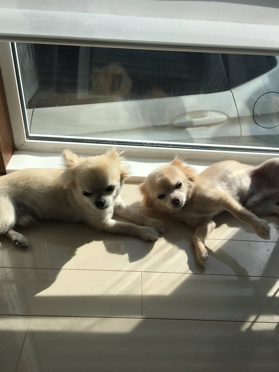 murasetosou's tweet photo. ひなたぼっこ、わんこ。
お父ちゃんと長男が！！
珍しいんですよ二匹くっついてるの。 https://t.co/5SD6oxykpn