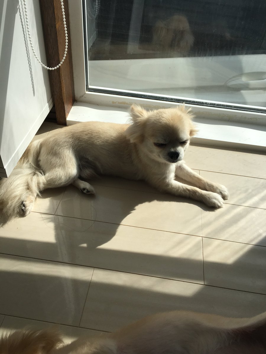murasetosou's tweet photo. ひなたぼっこ、わんこ。
お父ちゃんと長男が！！
珍しいんですよ二匹くっついてるの。 https://t.co/5SD6oxykpn