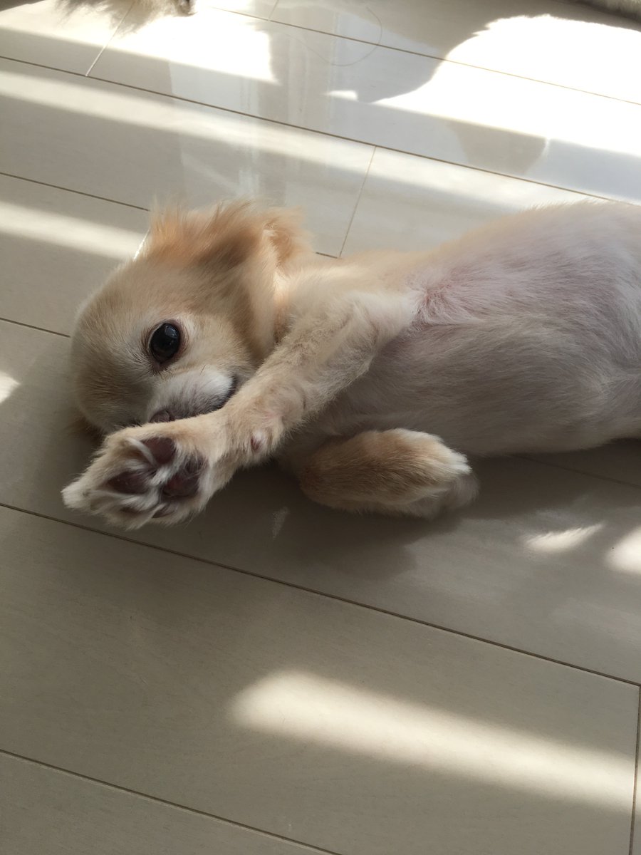 murasetosou's tweet photo. ひなたぼっこ、わんこ。
お父ちゃんと長男が！！
珍しいんですよ二匹くっついてるの。 https://t.co/5SD6oxykpn