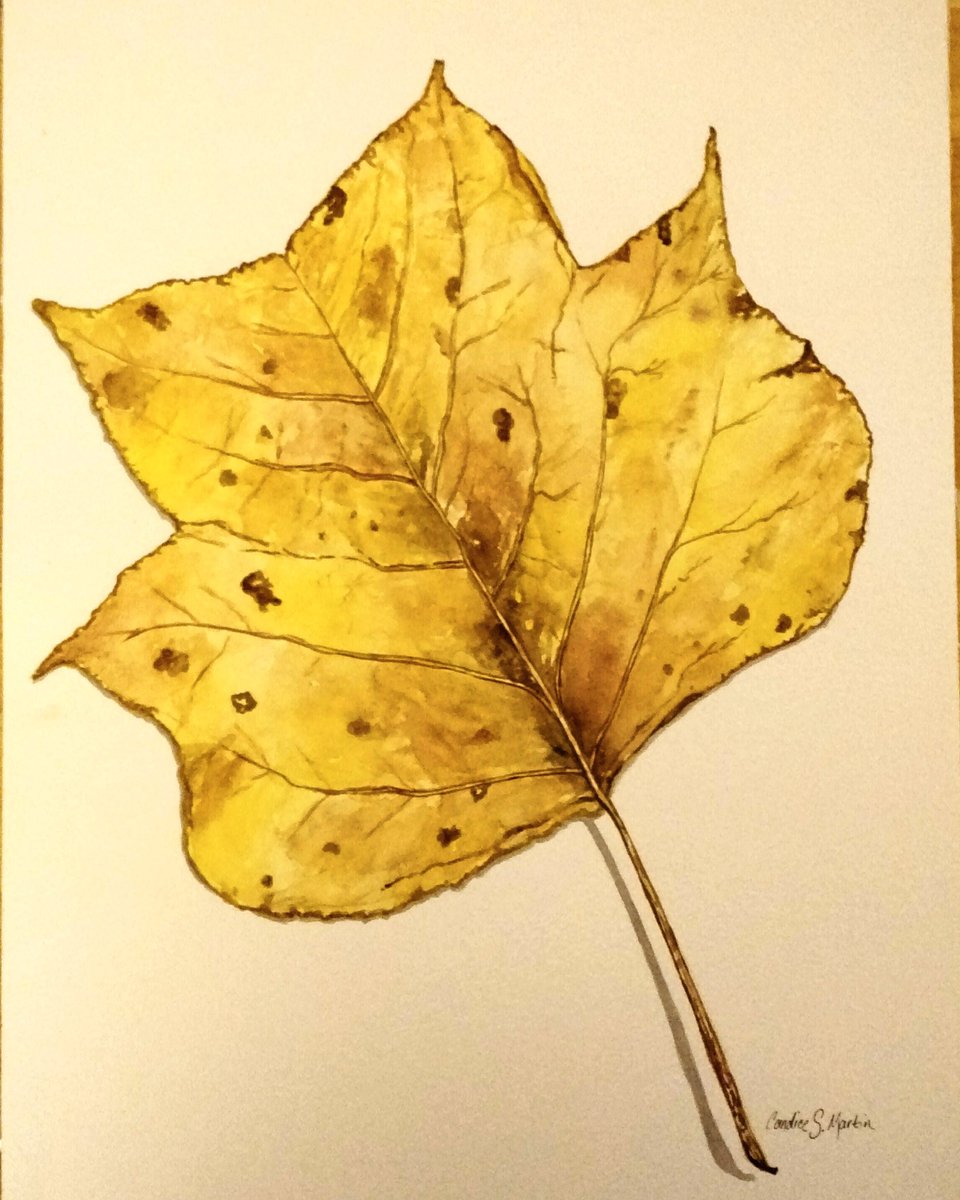 StoneMarStudio's tweet photo. Latest painting in my leaf series, "Poplar". #watercolor #poplar #leafseries #autumn https://t.co/tTMfXYCT82