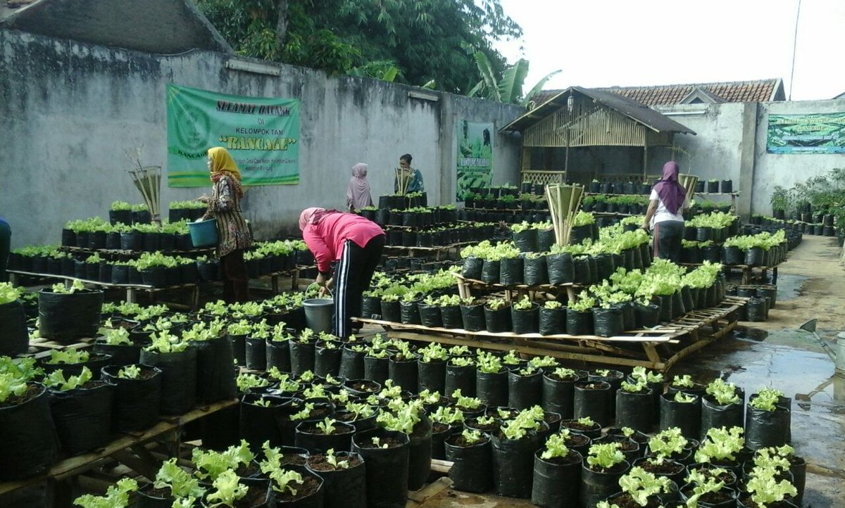GIAT  kp. saladah Desa Cibiruwetan utk ketahanan pangan dan ekonomi rmh tangga (Lumbung Ekonomi Desa) <a href="/AhmadErani/">Ahmad Erani Yustika</a>  <a href="/sutardjo1/">PUNAKAWAN SUPRA DESA</a> <a href="/EkoSandjojo/">Eko P. Sandjojo</a>
