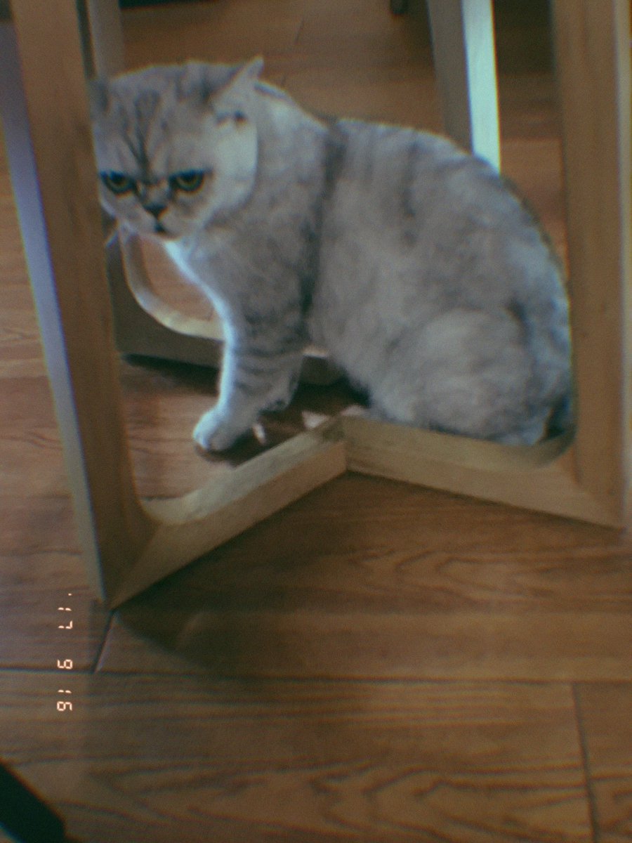 kinsalgaming's tweet image. 🐱