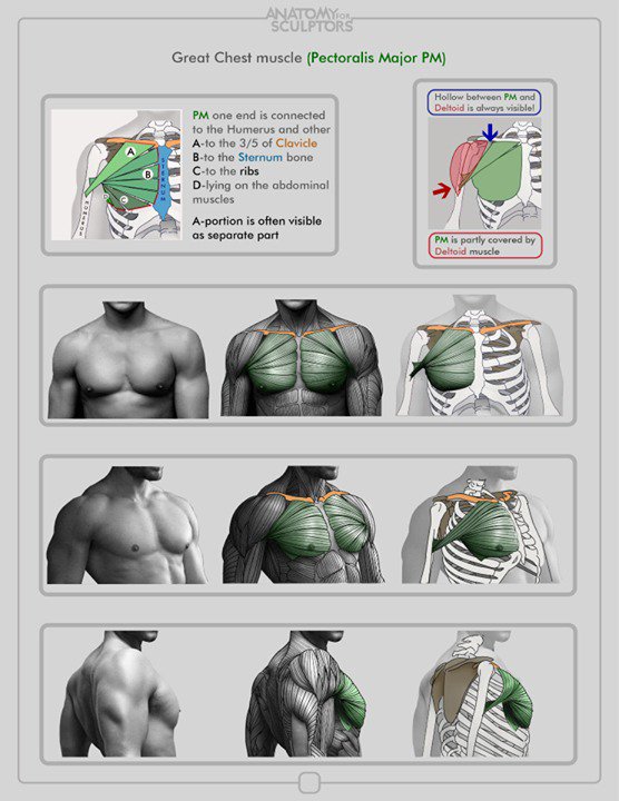 Male chest structure
"Anatomy for Sculptors"
#PaintingColleg 
