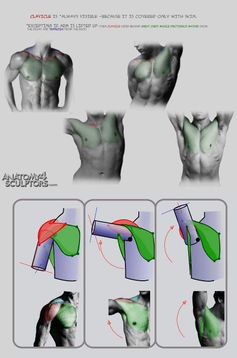Male chest structure
"Anatomy for Sculptors"
#PaintingColleg 