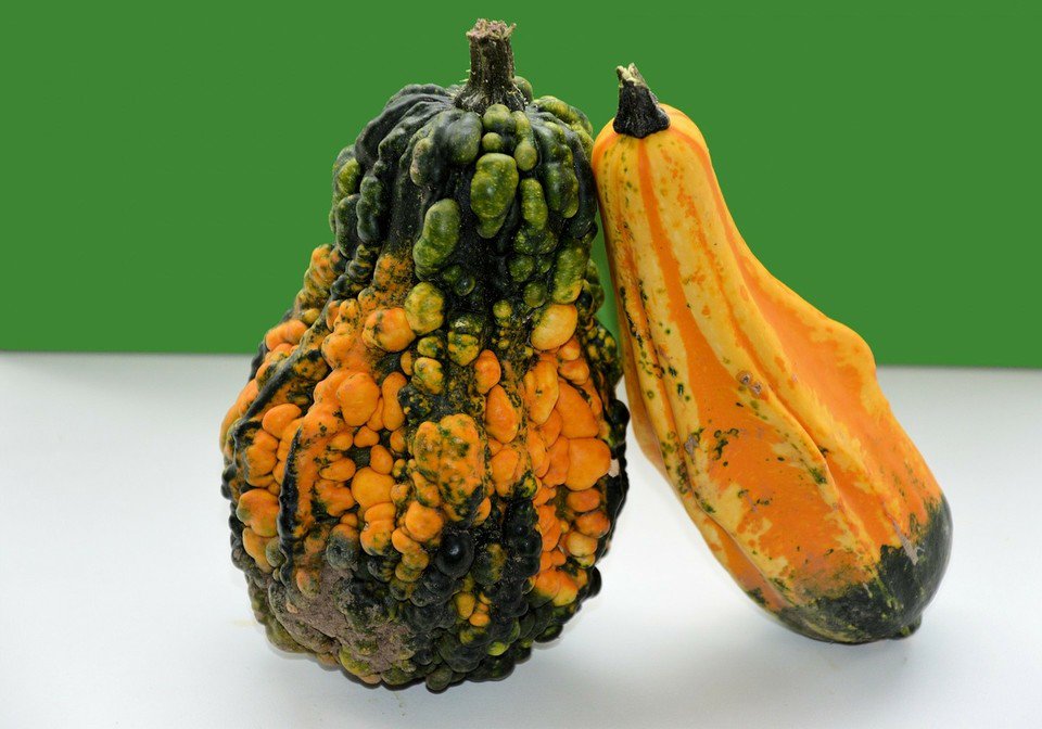 HorrorExplorers's tweet image. It’s Decorative Gourd Season, Motherfuckers crwd.fr/2xtcIxt