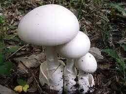危険 白くて天使みたいなきのこ 殺しの天使 食べたらこうなる ただの毒きのこと思ったらあかん Togetter 危険 白くて天使みたいなきのこ 殺しの天使 食べたらこうなる ただの毒きのこと思ったらあかん Togetter