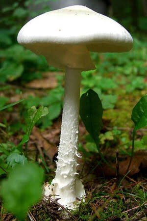 危険 白くて天使みたいなきのこ 殺しの天使 食べたらこうなる ただの毒きのこと思ったらあかん Togetter