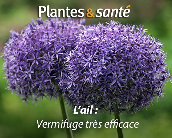 Image de la semaine / L'ail
Vertues medicinales : urlz.fr/5wOJ