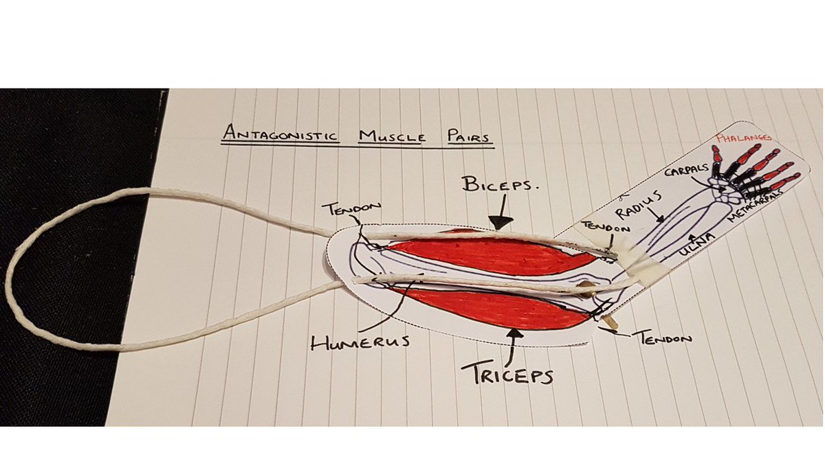 Muscles diagram gcse