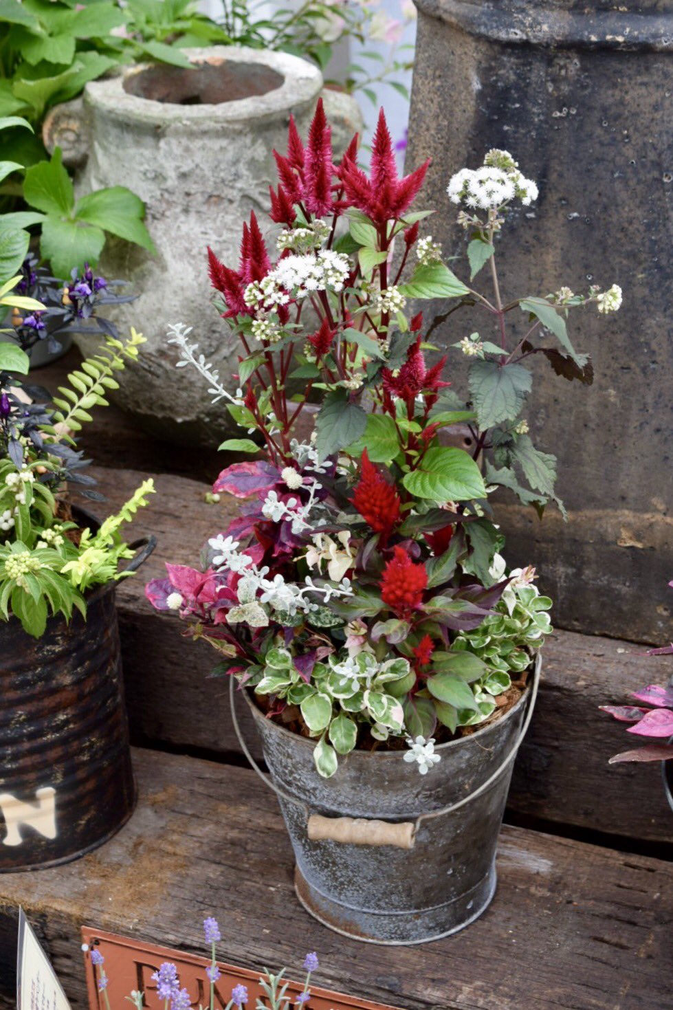 わたなべ花壇 入荷速報 ケイトウを使った寄せ植えたち 早々と秋を楽しんでいます 花 わたなべ花壇 ガーデニング 寄せ植え T Co Jrzlkzrpbe Twitter