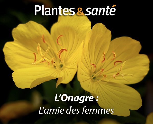 Image de la semaine / L'onagre
Vertues medicinales : urlz.fr/5wOY