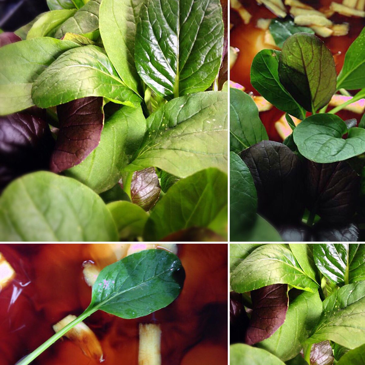 Scoffcity's tweet photo. Japanese spinach, purple pak choy & tamari tinkering #lovedevelopment #cookery #chefs #kitchen #exploringflavours #passion #tasteandtextures https://t.co/Z7TmluSo5v