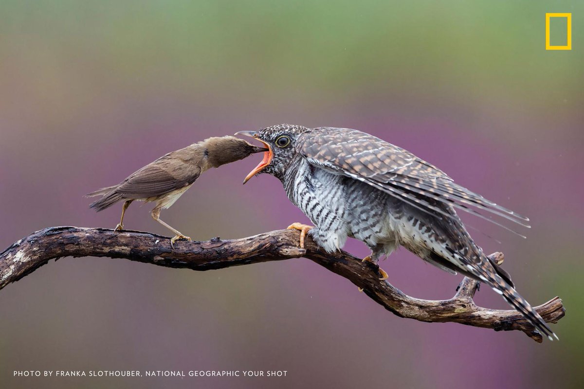 Help us caption this photo by #YourShot Photographer Franka Slothouber: on.natgeo.com/2wQZtov