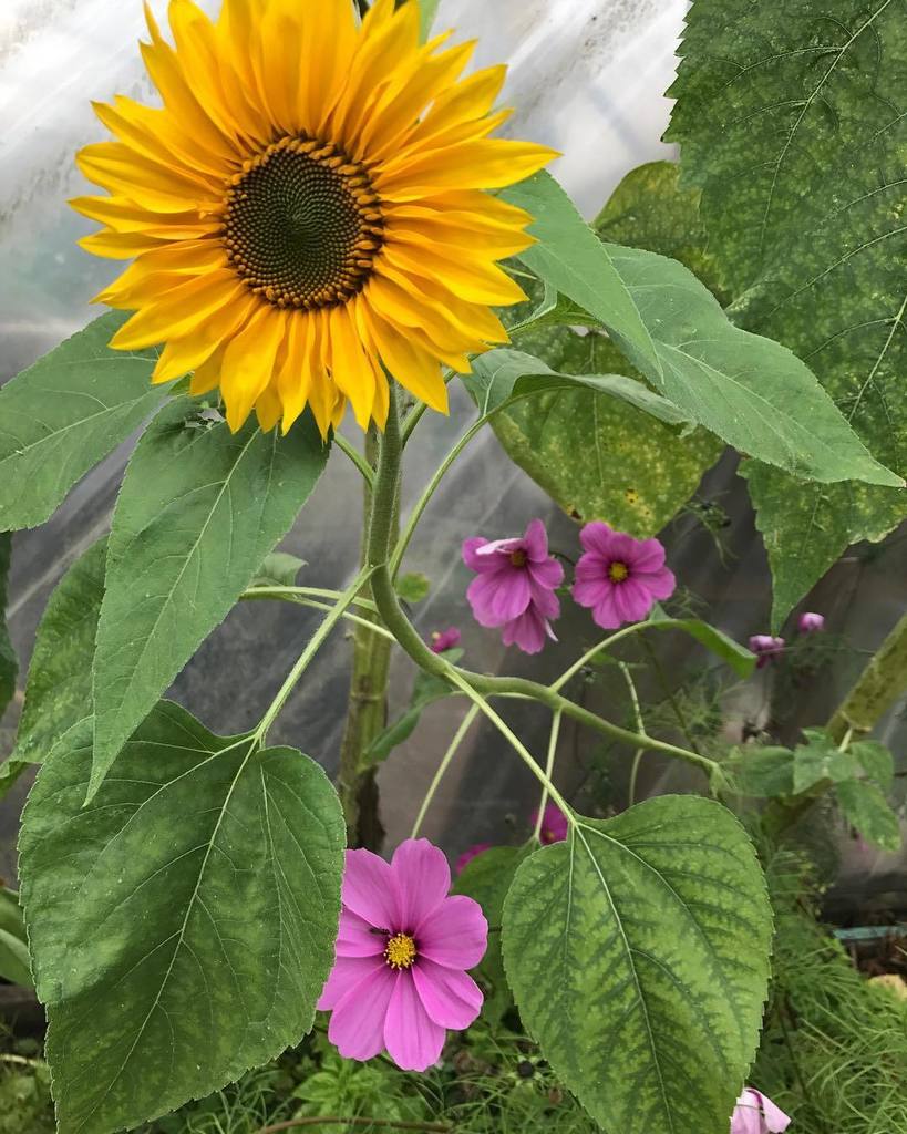 Happy Monday. Spotted these beauties in the @growingcommunities market garden in Clissold Park on Saturday. I'm a … ift.tt/2xuGcLs
