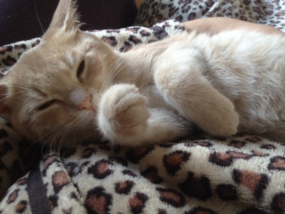 KernelKat's tweet image. Our Cat of the Week is Sarabi! Tweet us pics of your #cats and they could be our next social media cover star! #MondayMotivation