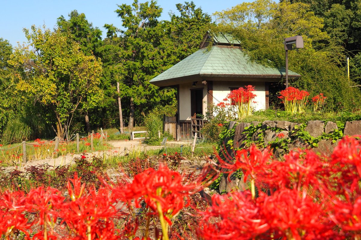 ট ইট র 55kami3 浜寺公園 バラ園 の彼岸花が花盛りです 散策道の至るところにまっ赤な花が咲き競っています 田舎では田んぼのあぜ道にマンジュシャゲが咲いているのはよく見かけますが 都会ではなかなか見る機会がありません 浜寺公園は穴場です 浜寺 ট ইট র 55kami3 浜寺公園 バラ園 の彼岸花が花盛りです 散策道の至るところにまっ赤な花が咲き競っています 田舎では田んぼのあぜ道にマンジュシャゲが咲いているのはよく見かけますが 都会ではなかなか見る機会がありません 浜寺公園は穴場です 浜寺