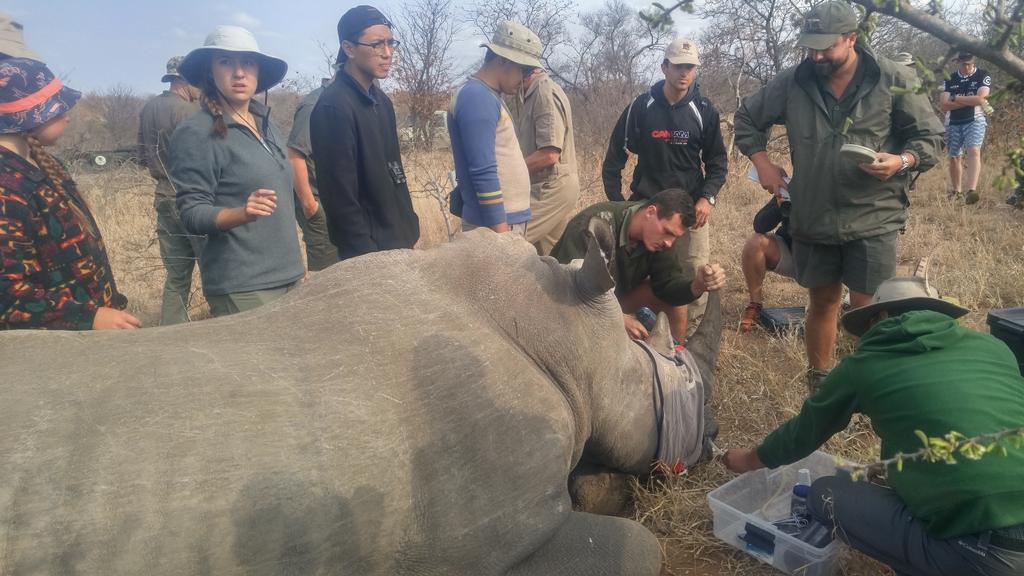 AFSP_Dart's tweet photo. Amazing, memorable experiencing helping microchip rhinos to help fight poaching! @Dartmouth https://t.co/jJrhsfgS5e