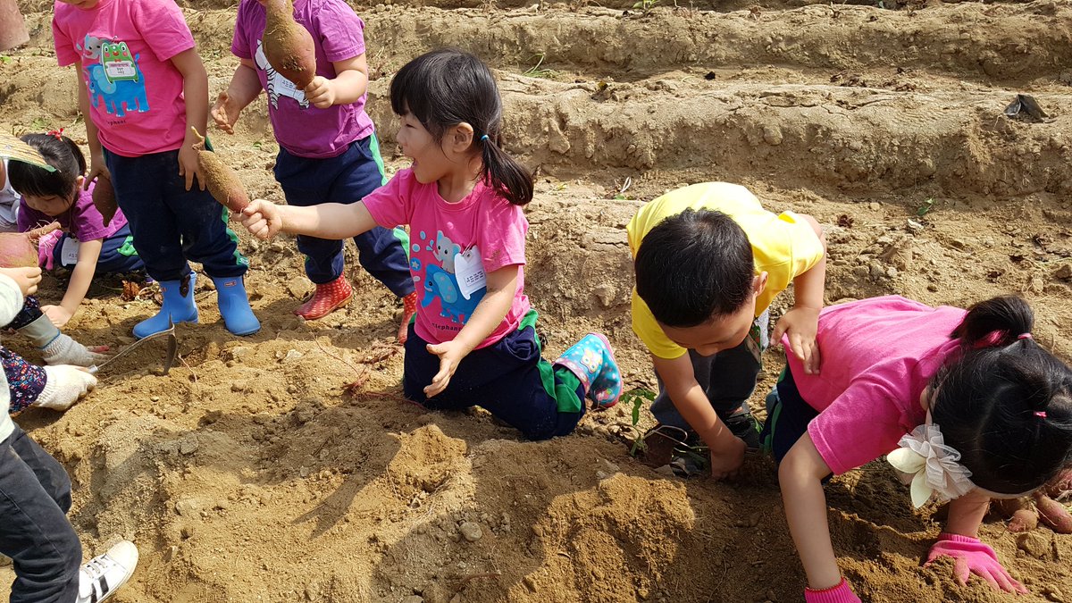 #성남시립고등동복지관어린이집
청명한가을하늘이에요  우리친구들은  성남시농업기술원에서  고구마를  수확했어요
땅속에서 줄기를  잡고 찾아  내는  즐거움에 얼굴이  즐거워요~~ 달콤한 고구마  맛보러  고등동복지관으로 오세요~~~