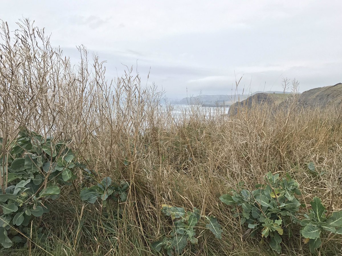 myrobalanclinic's tweet photo. Wild Cabbage on the SW Coast Path.
#swcoastpath #nationaltrail #jurassiccoast #wildcabbage #wildflowers #walking #hiking #Dorset #landscape https://t.co/RhjE5FlWFT