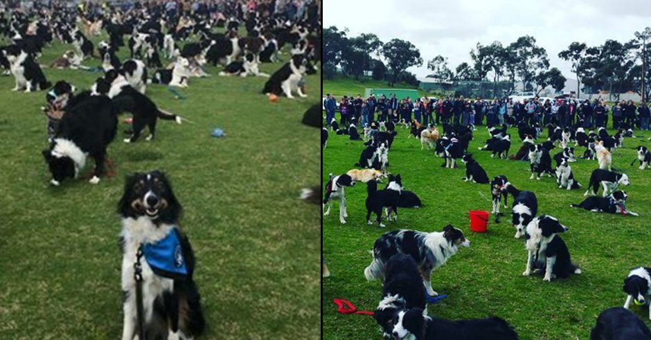 ladbible's tweet photo. 576 Border Collies gather together in one place for world record attempt to raise money for charity. https://t.co/I0YQsjgf9M https://t.co/ByBM2In4CH