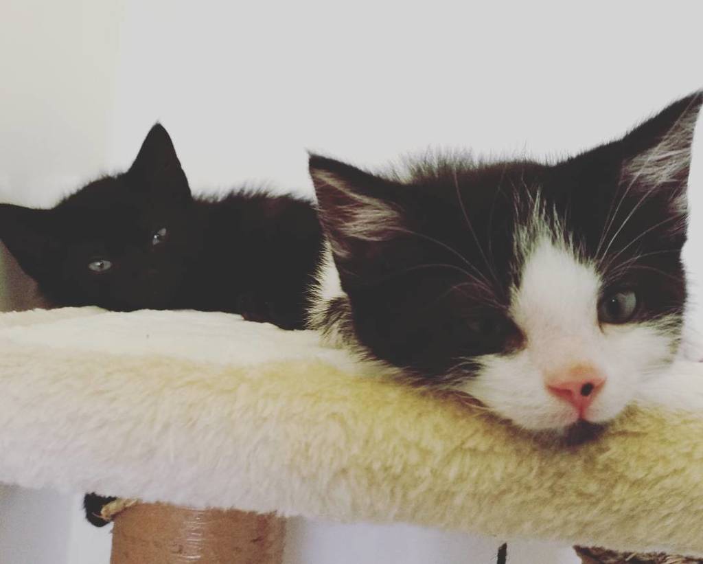 BathCDH's tweet image. That Monday morning feeling..... ift.tt/2xvcm9I