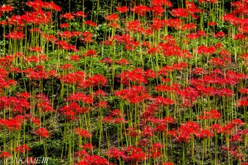 九州 彼岸花の名所 見頃 開花状況 アクセス