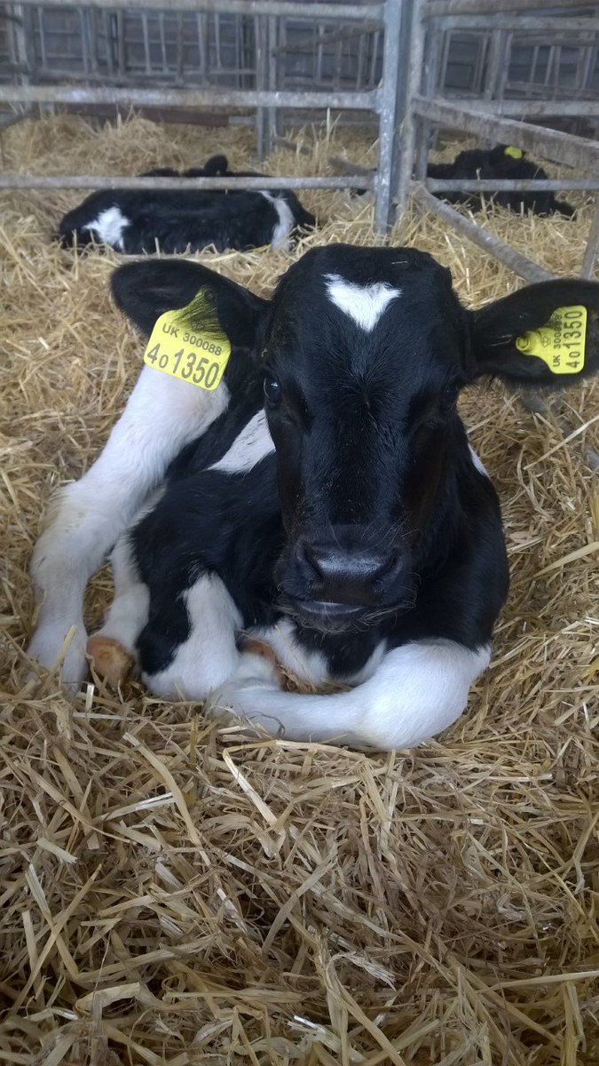 wictonfarm's tweet image. The pens are filling up quickly - 8 calves and two more just starting to calve now! #cute #calving17