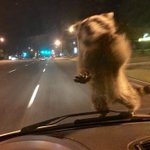 抑えきれない躍動感!パトカーに襲撃してきたアライグマがこちら!