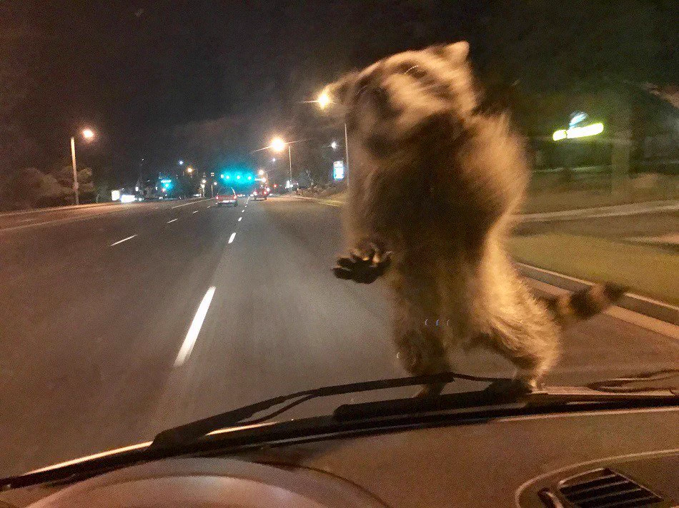 抑えきれない躍動感ｗｗｗパトカーに襲撃してきたアライグマがこちらｗｗｗ